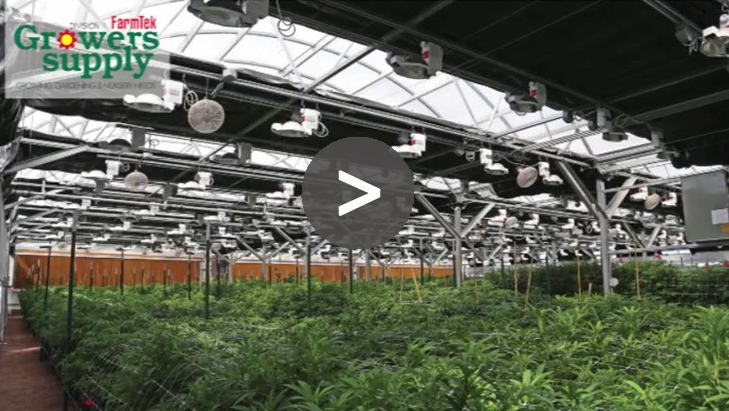 Best Growing and Cultivation Scales for Cannabis Manufacturing