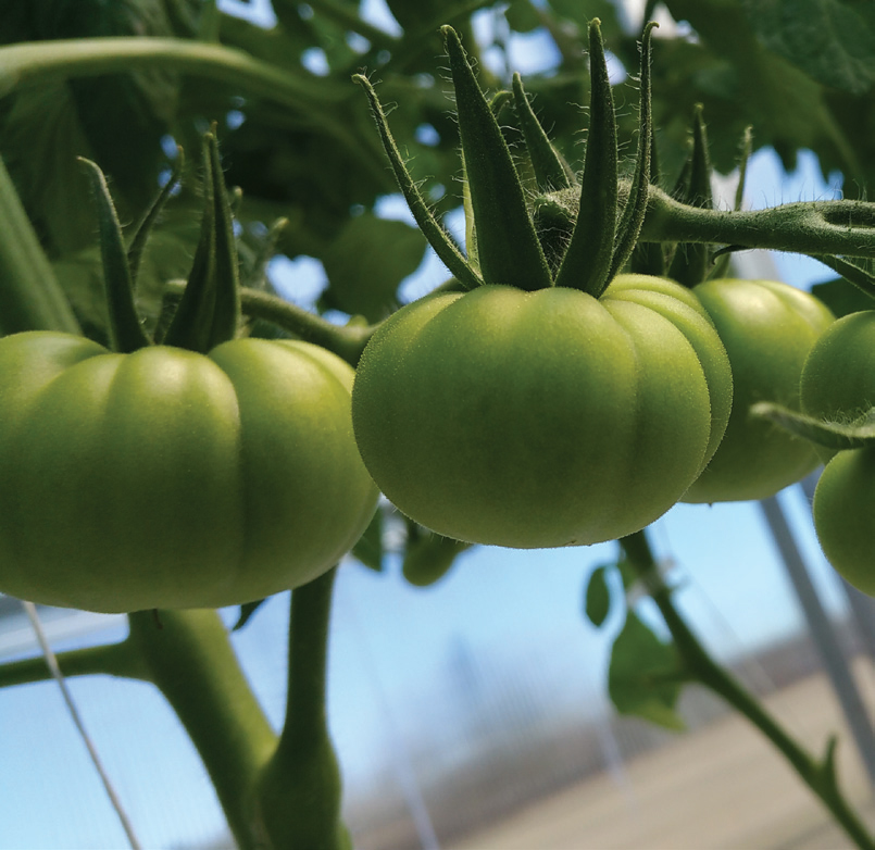 7 spruce farms tomatos