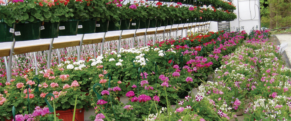 Mid atlantic Growers Greenhouse