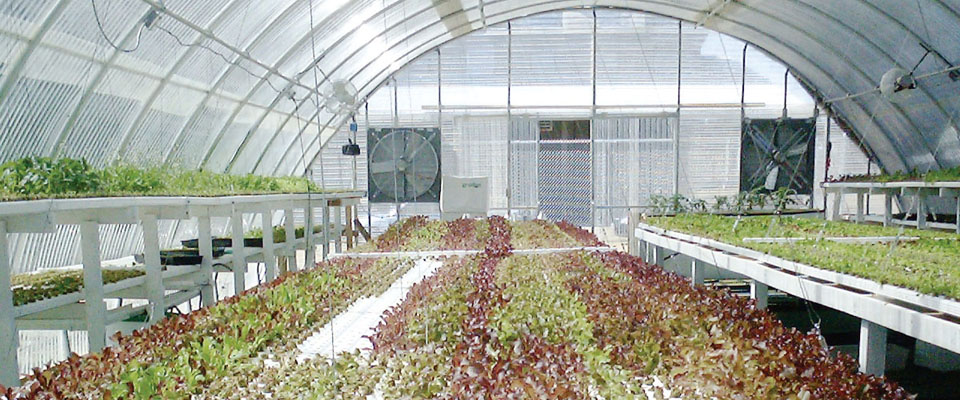 Round Prem Corrugated Greenhouses Growspan