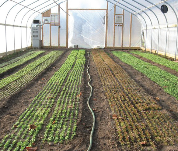 Green Wagon Farm High tunnel interior