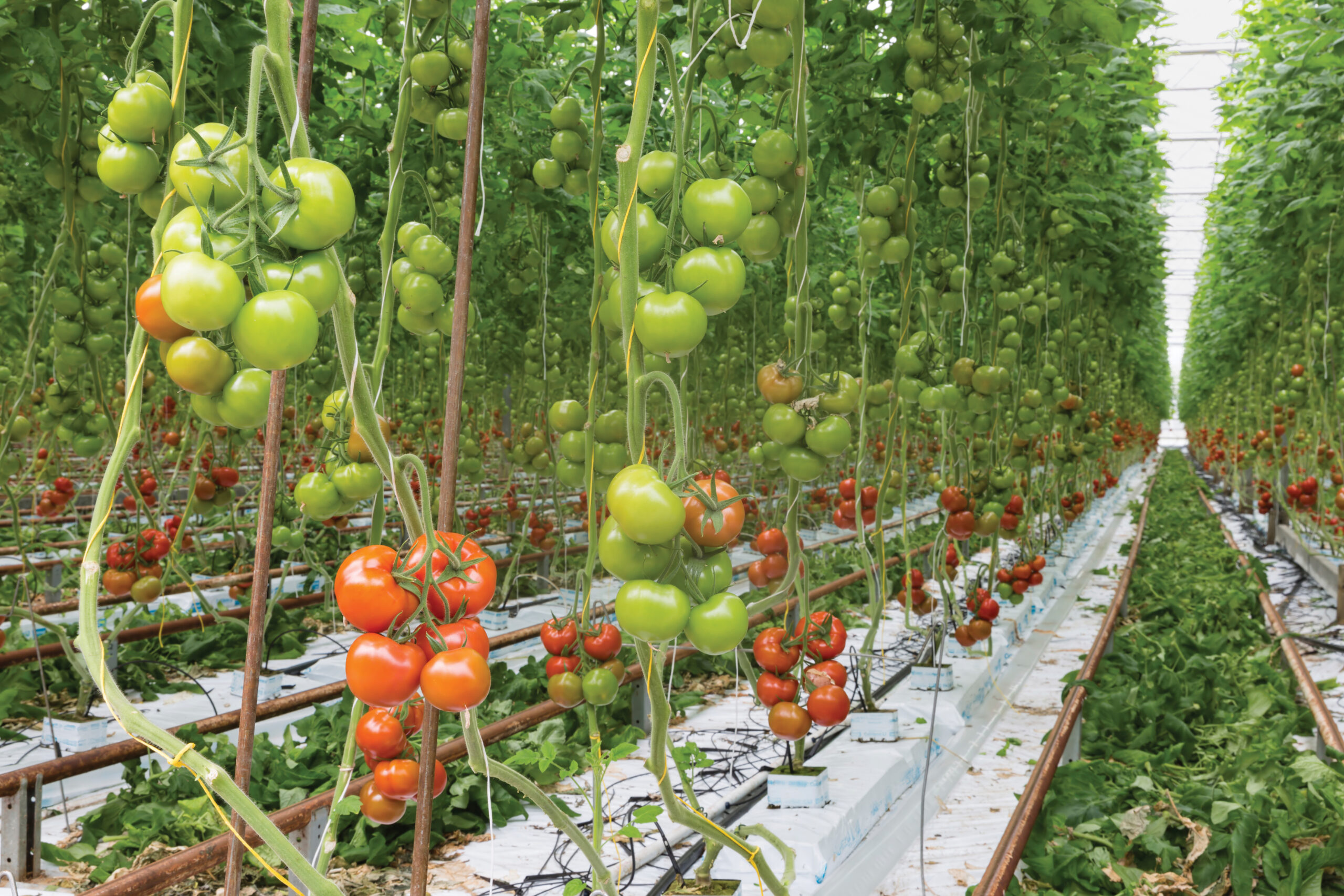 The Basics Of Fertigation: How Growers Can Implement Fertigation Systems