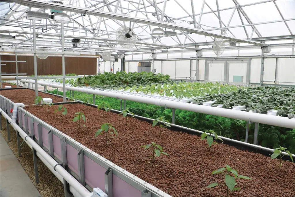 crops growing inside greenhouse in various systems, including an aquaponics system and NFT systems