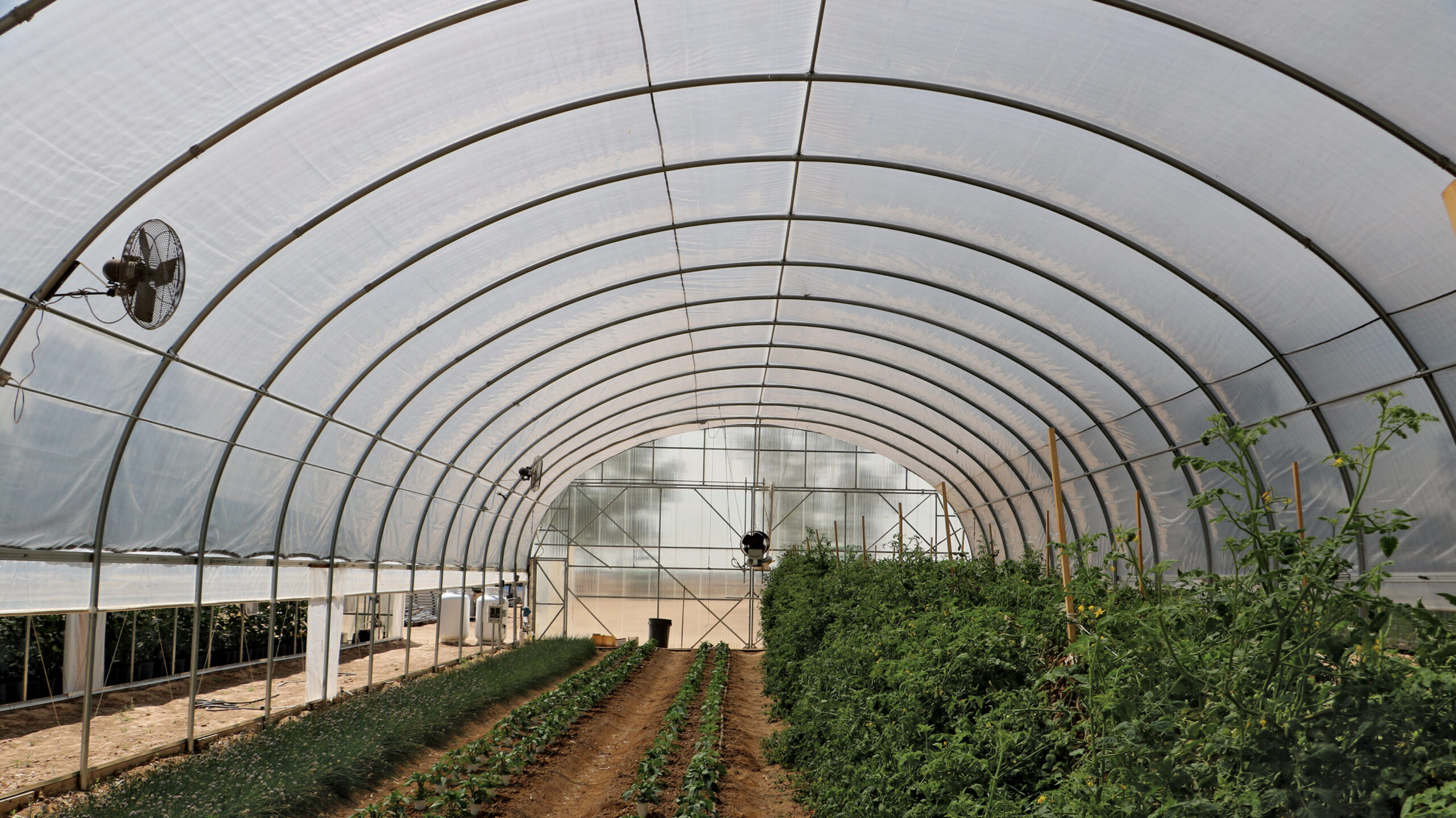 Plants growing in soil underneath hoop house