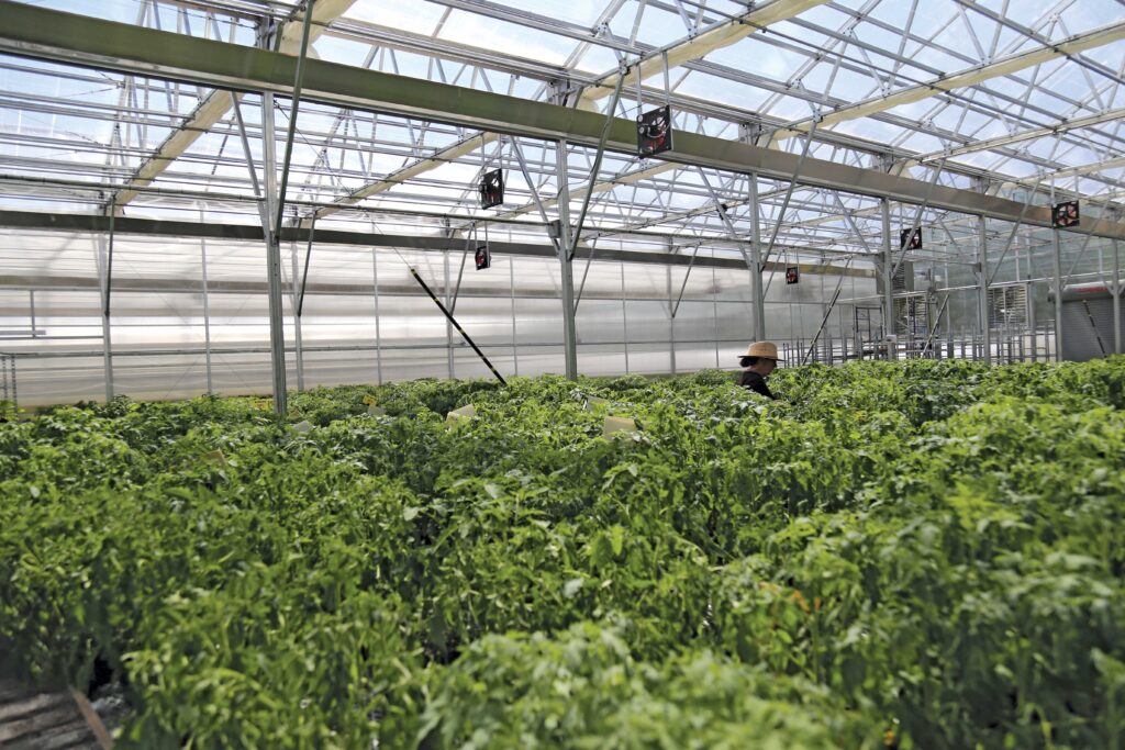 Plants growing inside gothic type of greenhouse