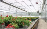 Plants growing on steel benches in greenhouse with ventilation equipment in background