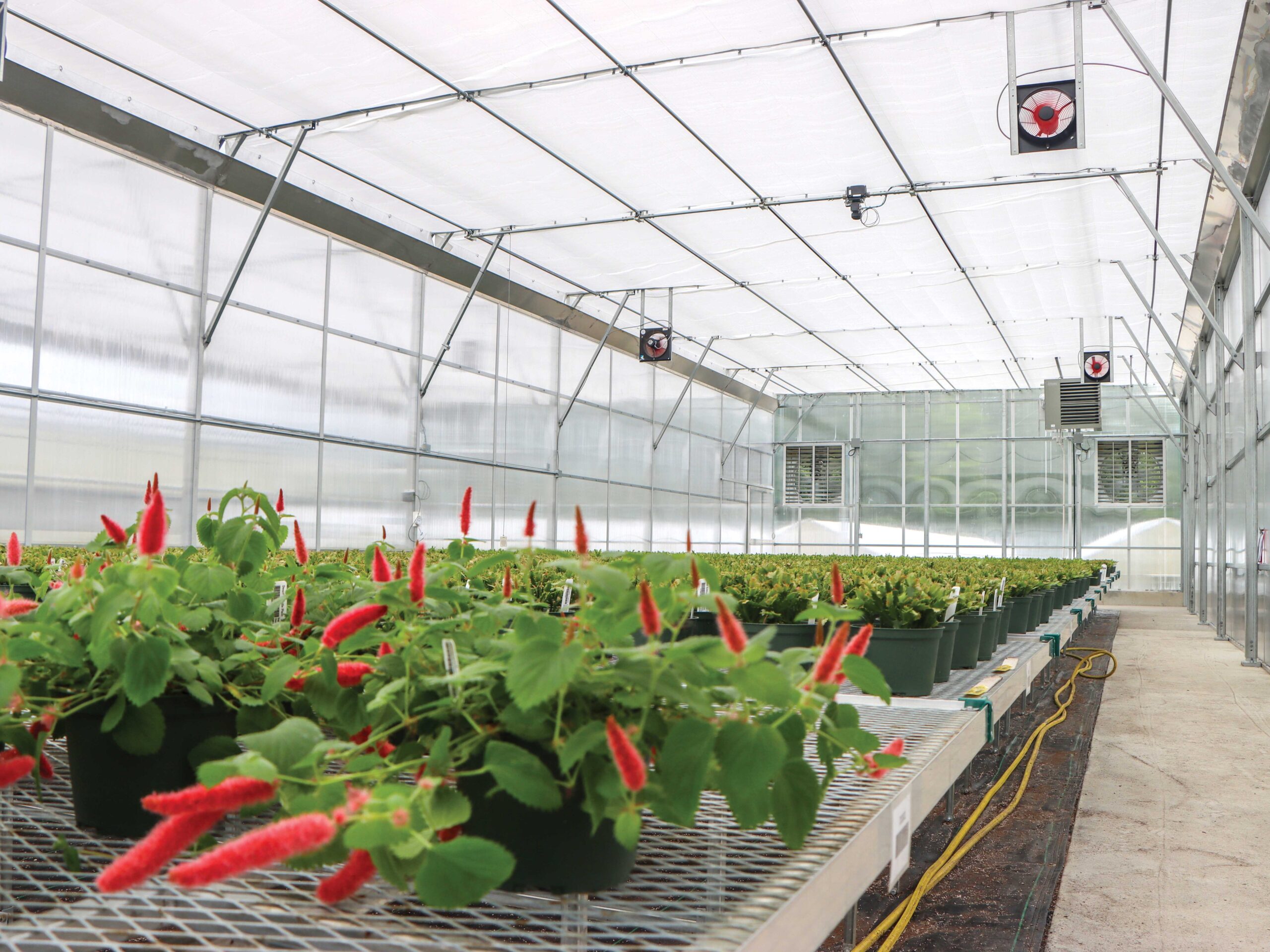 Plants growing on steel benches in greenhouse with ventilation equipment in background