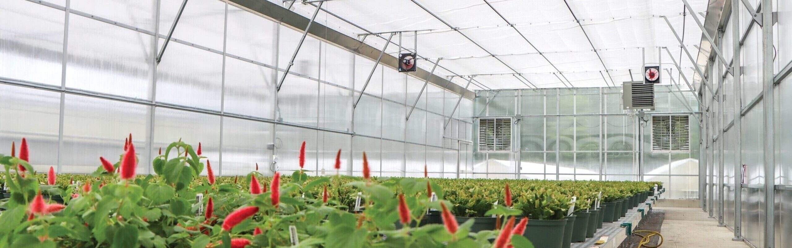 Plants growing on steel benches in greenhouse with ventilation equipment in background