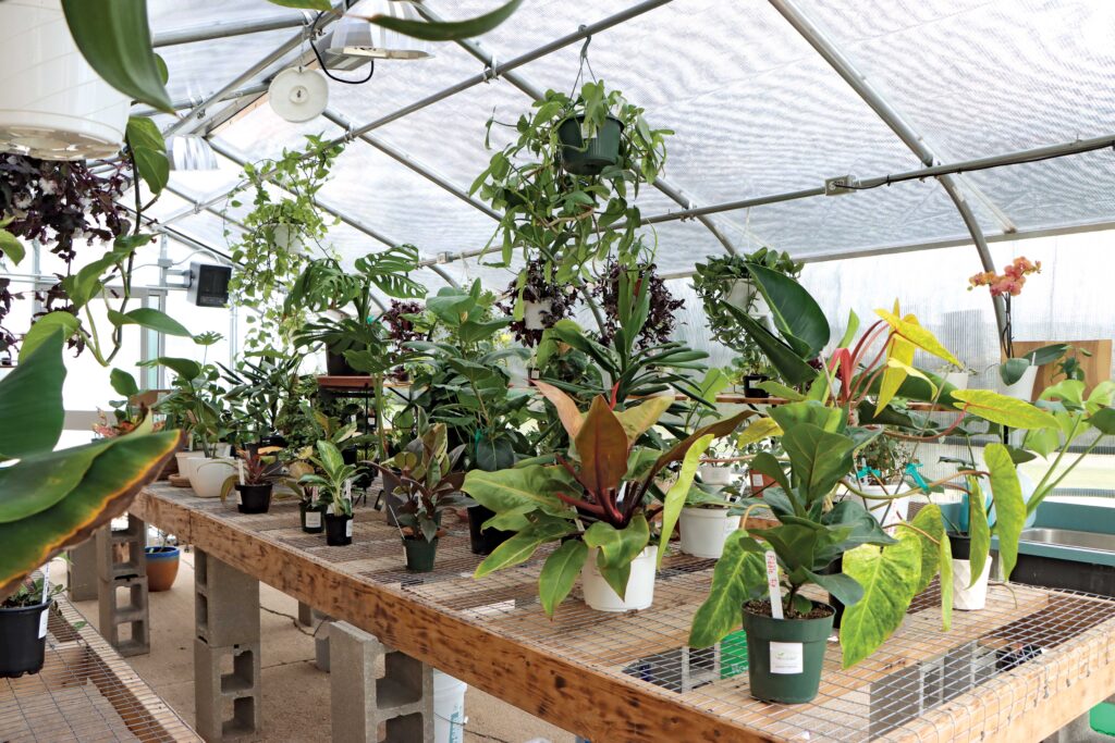 Tropical plants growing on a wooden greenhouse bench