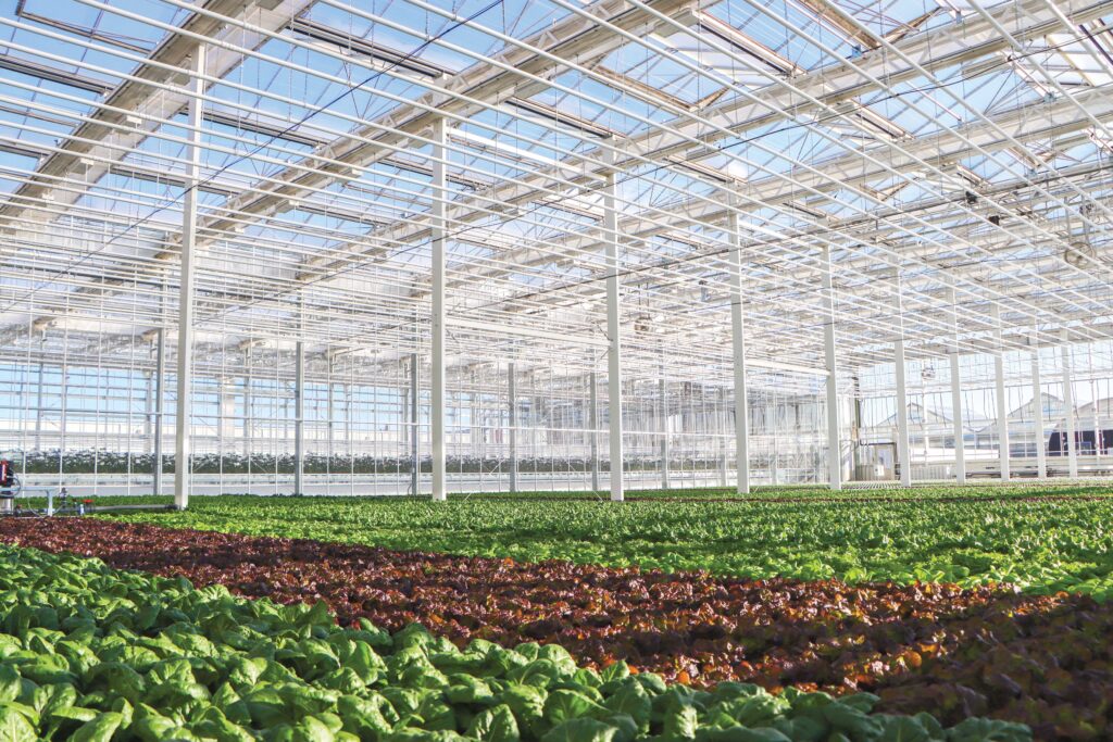 lettuce growing inside Venlo greenhouse