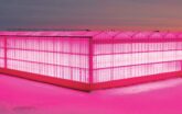 Venlo greenhouse lit up pink