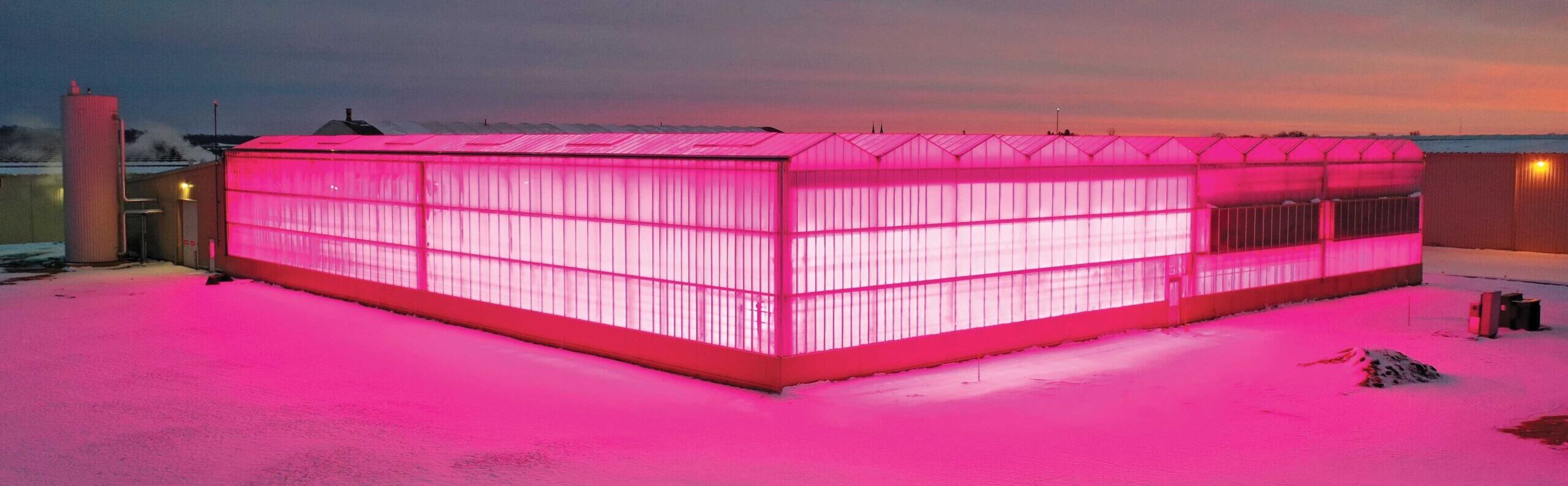 Venlo greenhouse lit up pink